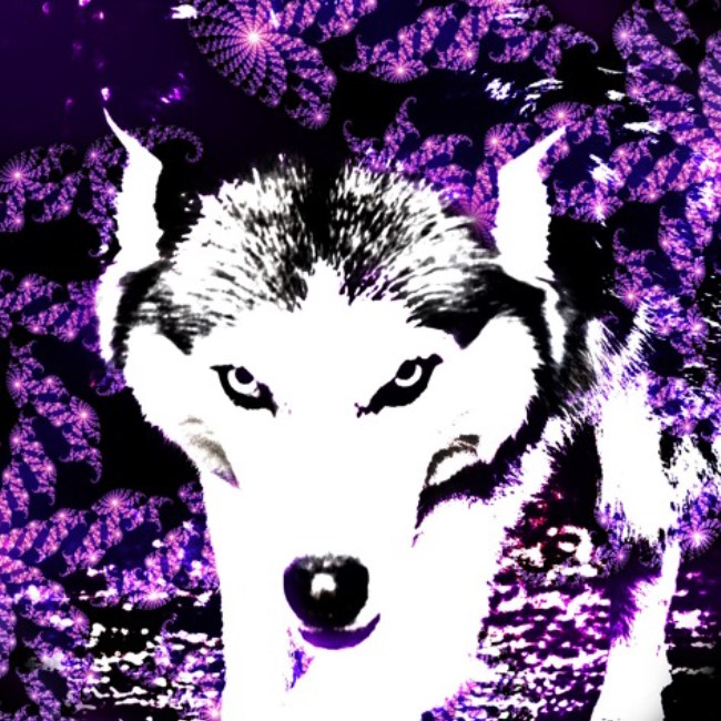 purple psychedelic pattern with a black and white wolf